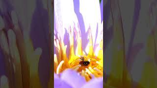 What Is Pollination? #shorts #scienceeducation #educationalvideo #discoverscience #science #stem