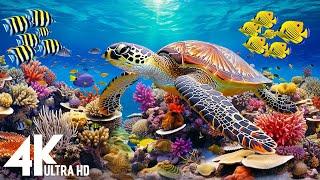 Under Red Sea 4K -Beautiful Coral Reef Fish in Aquarium, Sea Animals for Relaxation,4K Video UHD #10