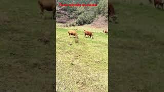 Amazing rural life #shorts #youtubeshorts #goviral #nature