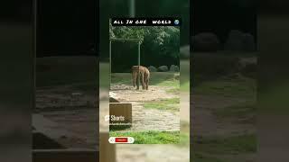 Elephant  #viralvideo #viralvideoItalia #shorts #trending