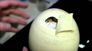 A look inside an ostrich egg - raising ostrich chicks