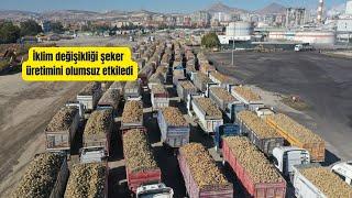 İklim değişikliği şeker üretimini olumsuz etkiledi