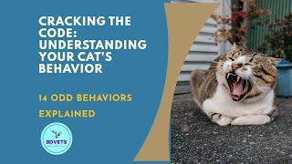 Decoding Feline Mysteries: 14 Odd Cat Behaviors Explained! 