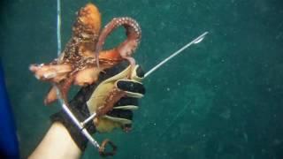 spearfishing octopus; Terceira