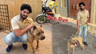 Hamara Pitbull Chala Gea  Samad Emotional