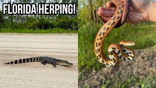 Summer Herping in North Florida! Alligator in the Road, Cottonmouths, and Scarlet Snakes!