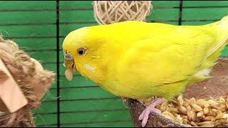 7 hours of budgie sounds for lonely birds