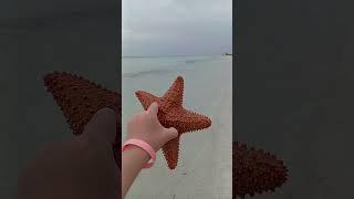 Морская звезда в Атлантическом океане #shorts