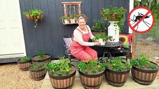 Top Mosquito-Repelling Flowers to Plant This Spring  | Alaska Homestead Gardening Tips