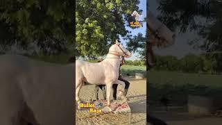 New video of Bullet Raja with Mr. કણબી  500 Patan Mitul Patel 9824231927 #horselover #horseriders