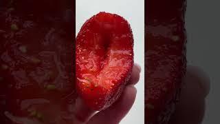 Клубника  #природа #россия #красота #клубника #виктория #вкусно