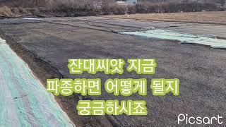 잔대 파종방법