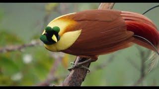 Tanah Papua:  A Paradise for Birds