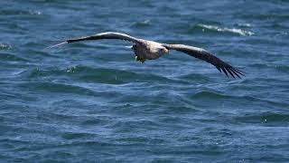 White-Tailed Eagle dive, Mull, Scotland