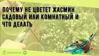 Почему не цветет жасмин садовый или комнатный и что делать