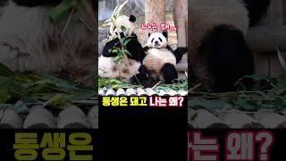 옴마 너무 해!#루이바오 #아이바오 #후이바오