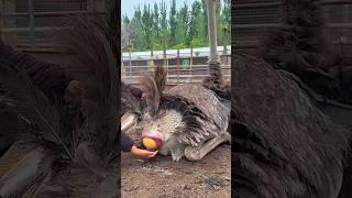 #shorts ostrich hatching eggs   #short