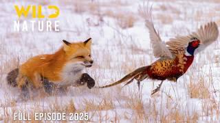 WILD BADLANDS | Survival in the Land of Harsh Extremes | Animal documentary