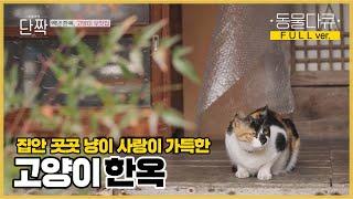 [풀버전] 희정 씨의 백년 한옥, 그곳에서 사는 8마리 고양이들과의 묘(猫)한 인연 | 동물극장 단짝 EP13 | KBS 220422 방송