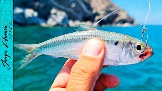 ESTA SARDINA es EXCELENTE CARNADA - Pesca en Baja California Sur