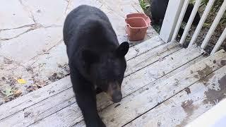 Bear Lola and Cubs (4/4)