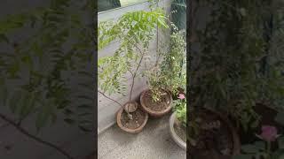 nice flowers and my new flower pot  || Soumya world