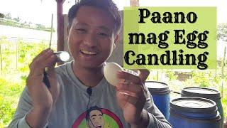 Paano Mag Egg Candling