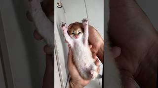 #shorts #How sweet is the little cat sleeping in its owner's arms?#cute# cataract#kitten #cat family