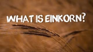 What is Einkorn? | Maryland Farm & Harvest