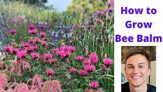 Bee Balm - How to Grow Monarda for Pollinators (and no mildew!)