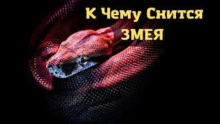 К чему снится ЗМЕЯ или видеть во сне ЗМЕЮ | Толкование снов | Сонник Sk1.online
