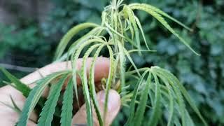 (#140) Tony Santoro's Trackside Botany/Ditchweed Tutorial