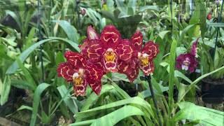 17 Oncidium Orchids and Oncidium Alliance Varieties - Clive Halls Mt Beenak Orchids.