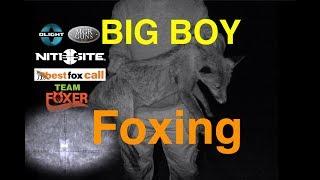 Big Boy Foxing With The .223's & Team Foxer