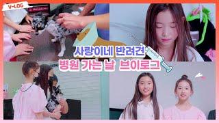 사랑이네 반려견 자몽이가 급히 동물병원에 간 이유는..?! with 한라봉시윤 09즈가 함께 병원가던날 브이로그 V-LOG｜클레버TV