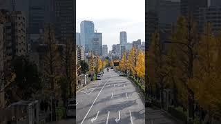 Autumn in Tokyo