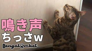 めっちゃ小さい声で鳴く猫が可愛い【ベンガルロケット】