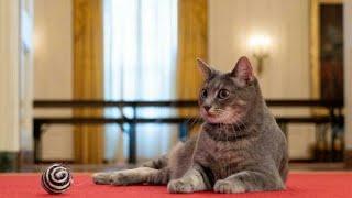 Willow President Joe Biden's New Cat First Cat Jill Biden White House Tabby Cat Meet Willow #Shorts