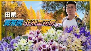 【田尾系列 ep27】African violet-逛田尾，不能錯過菁芳園，更不能錯過闆娘的秘密「非洲菫花房」。每次去都很開心，絕對不是因為可以收到很多禮物。#伊恩愛種花＃田尾＃菁芳園。