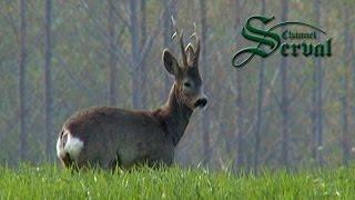 Trophy Roebuck Hunting in Obrenovac