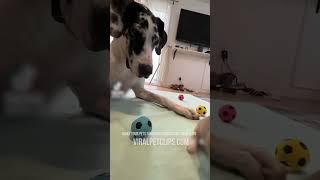 Funny Pet Videos  Best Cats & Dogs Clips  PART 41