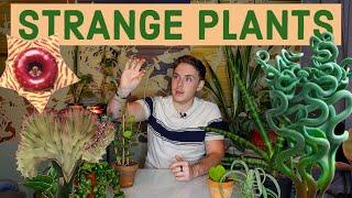 Strange Houseplants  | 11 Unique Houseplants!