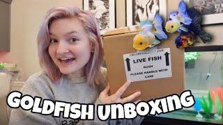 Unboxing TWO New Fancy Goldfish + Fish Updates 