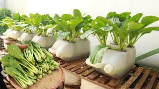 I was surprised with this method of growing vegetables - easy to make and grow quickly