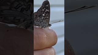 Butterfly proboscis on my wife.￼