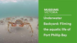 Underwater Backyard: Filming the aquatic life of Port Phillip Bay