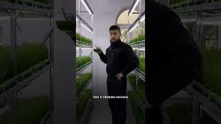 Витграсс Алматы. Заказать можно на сайте или в инсте multiorganic.kz