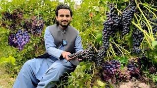 Afghan Black Grapes | Kabul Dehsabz | افغان تور انګور