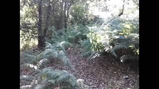 Countryside Forest Videos No. 4