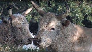 The Wild Cattle of Chillingham